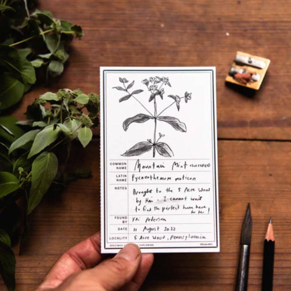 Peg and Awl Specimen Card Notebook - Image 3